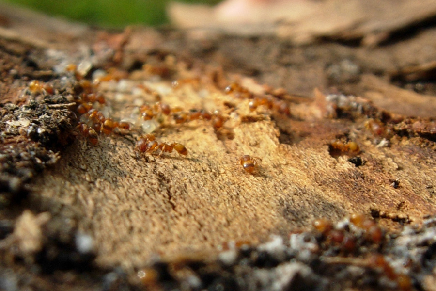 Camponotus cfr. ligniperda